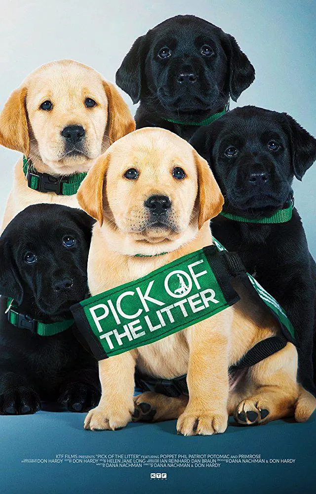 Featured image of post 《崽之抉择》(Pick of the Litter)：生命之光的极致雕琢与无声守护