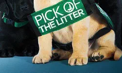 Featured image of post 《崽之抉择》(Pick of the Litter)：生命之光的极致雕琢与无声守护