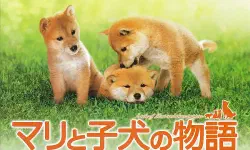 Featured image of post 《心动奇迹：玛莉和3只幼犬的故事》(A Tale of Mari and Three Puppies)：灾难废墟下的生灵羁绊与文明韧性