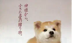 Featured image of post 《忠犬八公物语》(Hachiko Monogatari)：漫长告别中的忠贞与昭和物哀