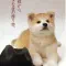 《忠犬八公物语》(Hachiko Monogatari)：漫长告别中的忠贞与昭和物哀